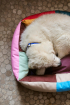 HAY | M színes kutyaágy | Dogs Bed-Medium-Multi | Home of Solinfo