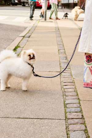 HAY | HAY fehér és fekete póráz M/L  | HAY Dogs Leash-Braided Adjustable M/L black-white | Home of Solinfo