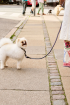 HAY | HAY fehér és fekete póráz M/L  | HAY Dogs Leash-Braided Adjustable M/L black-white | Home of Solinfo